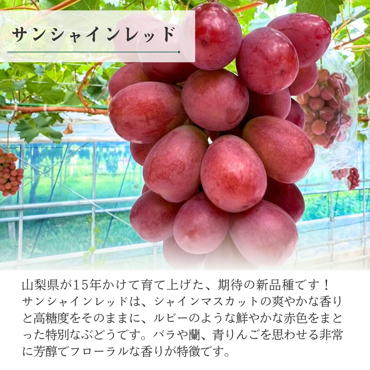 【ご家庭用】山梨ぶどうセット　黒・赤【巨峰×サンシャインレッド】の商品画像 5