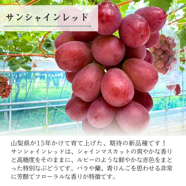 【ご家庭用】山梨ぶどうセット　黒・赤【巨峰×サンシャインレッド】の商品画像 5