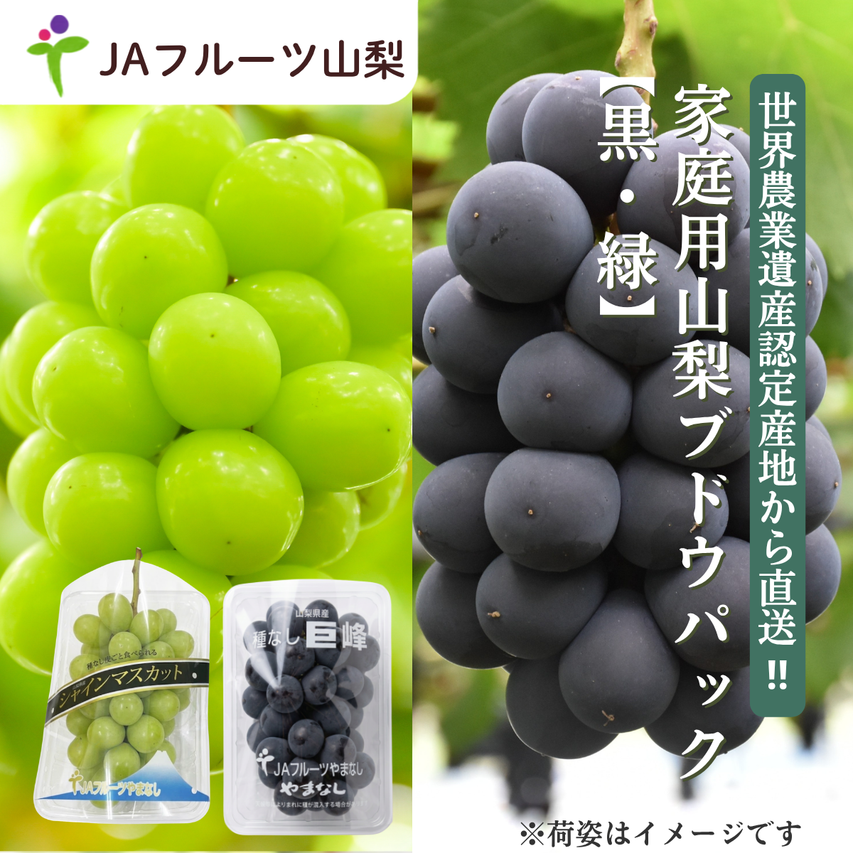 【ご家庭用】山梨ぶどうセット　黒・緑【巨峰×シャイン】の商品画像 1