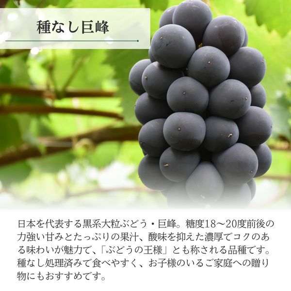 【ご家庭用】山梨ぶどうセット　黒・緑【巨峰×シャイン】の商品画像 4