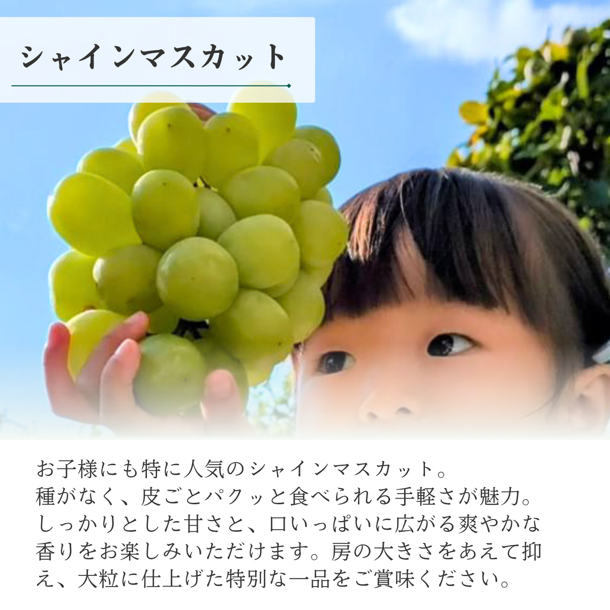 【ご家庭用】山梨ぶどうセット　黒・緑【巨峰×シャイン】の商品画像 5