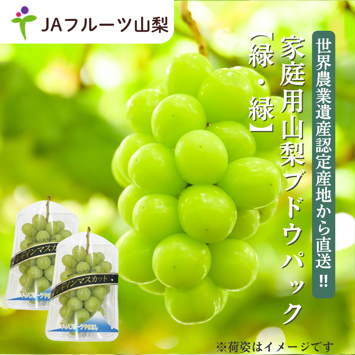 【ご家庭用】山梨ぶどうセット　緑・緑【シャインマスカットセット】の商品画像 1