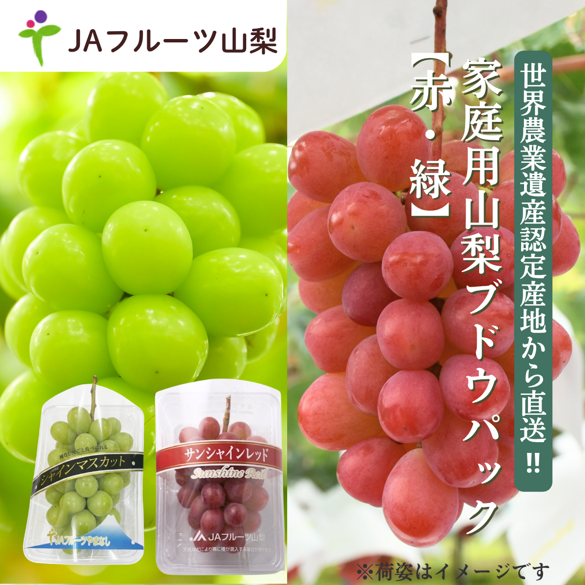 【ご家庭用】山梨ぶどうセット　赤・緑【サンシャインレッド×シャインマスカット】の商品画像 1