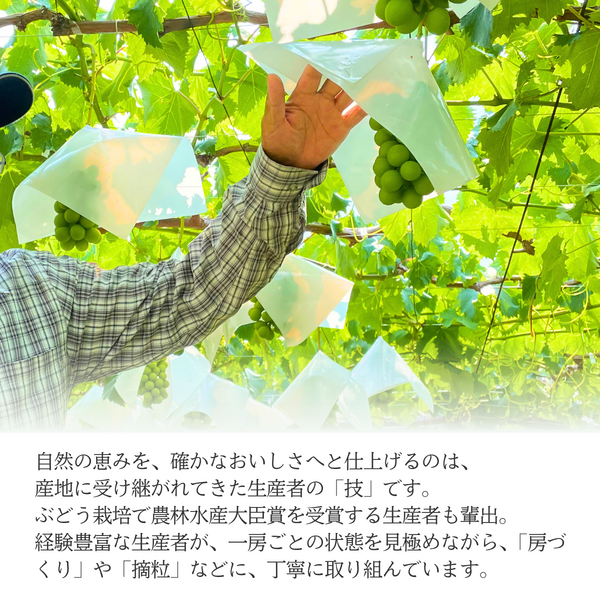 【ご家庭用】山梨ぶどうセット　赤・緑【サンシャインレッド×シャインマスカット】の商品画像 11
