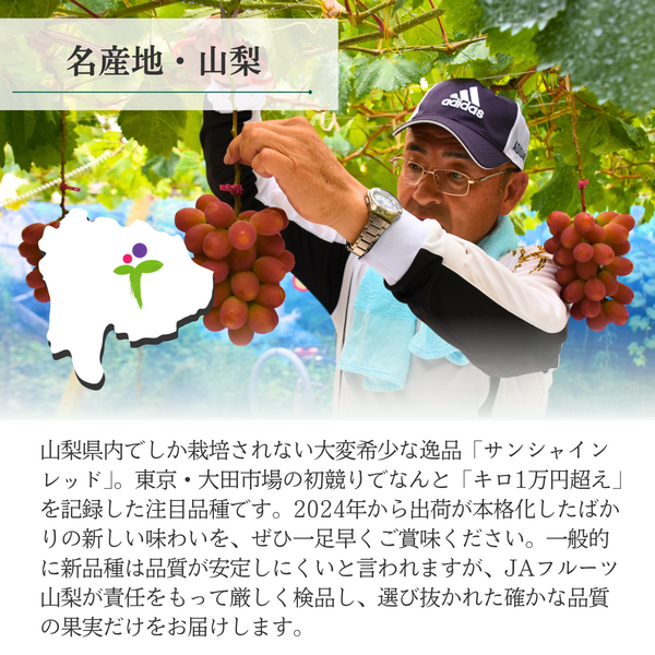 サンシャインレッド【丸秀品】2房入の商品画像 5