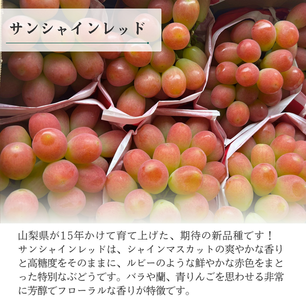 山梨ぶどうご褒美セット【シャインマスカット×サンシャインレッド】丸秀品 2房入の商品画像 4