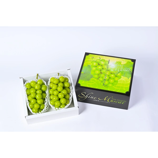 ハウス シャインマスカット（6月） | 山梨の果物ギフト・オンライン