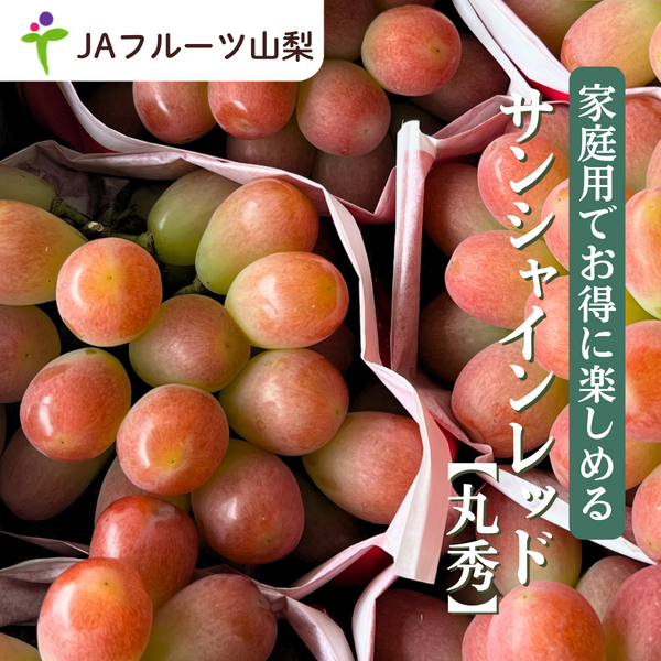 サンシャインレッド【丸秀品】2房入