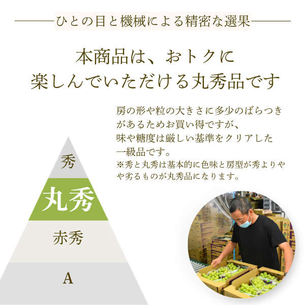 山梨ぶどうご褒美セット【シャインマスカット×サンシャインレッド】丸秀品 2房入の商品画像 2