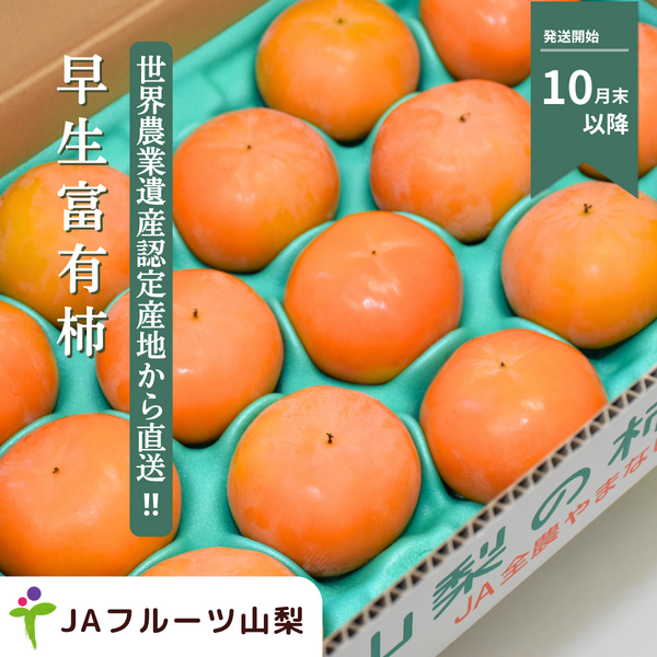山梨の早生富有柿