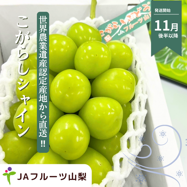 こがらしシャイン　☆彡木枯らしが吹く時期まで樹上完熟させた山梨のシャインマスカット
