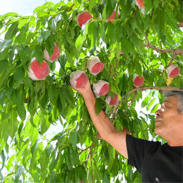 旬の桃 2種食べ比べセット【3玉×2】 | 山梨の果物ギフト