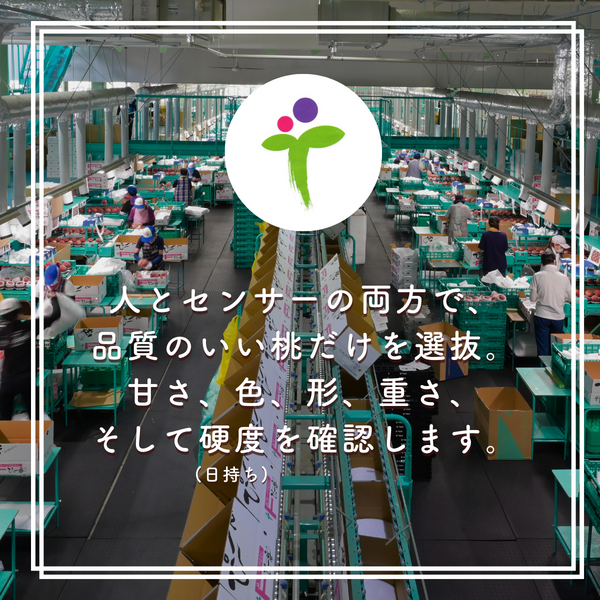 夢みずき【山梨オリジナルの桃品種】 | 山梨の果物ギフト