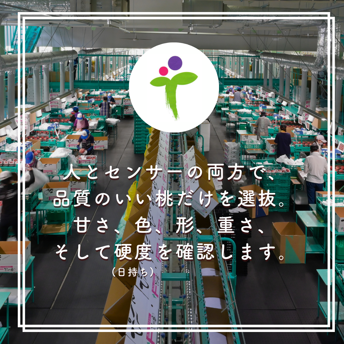 夢みずき【山梨オリジナルの桃品種】 | 山梨の果物ギフト