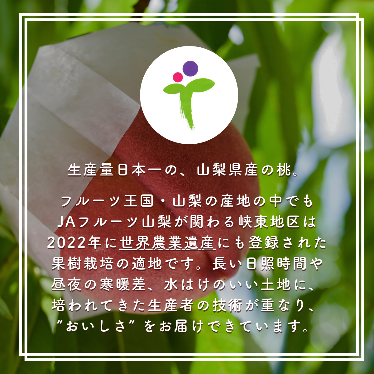 山梨県産　山梨の桃　18〜20玉　約5kg　クール便発送 桃 もも 訳あり 5kg 山梨県産 品種おまかせ クール便 - メルカリ