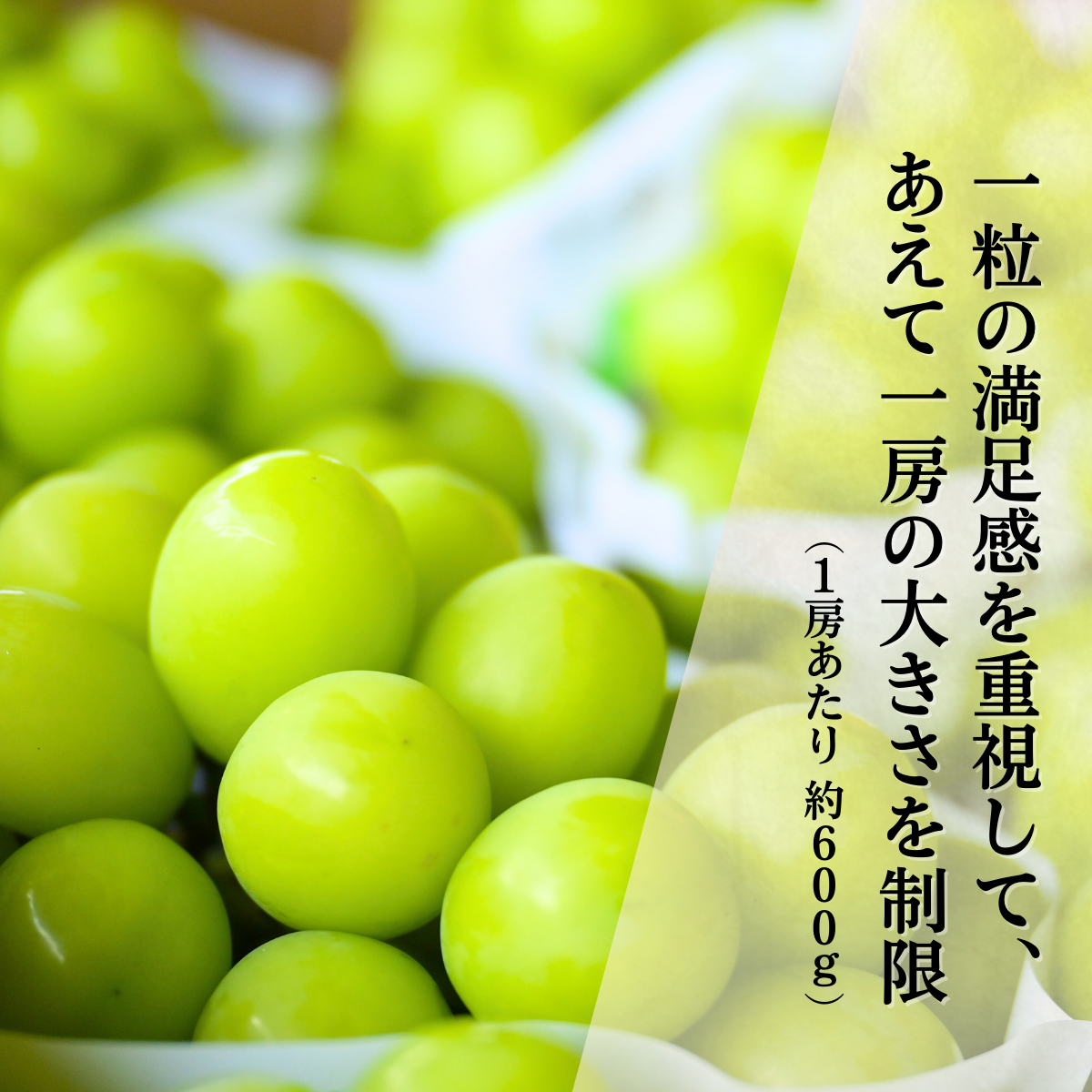 シャインマスカット__2_.png