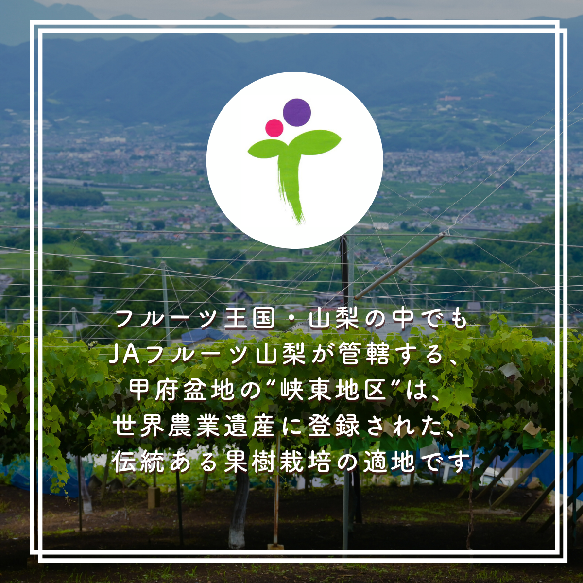 シャインマスカット【山梨から産地直送】 | 山梨の果物ギフト