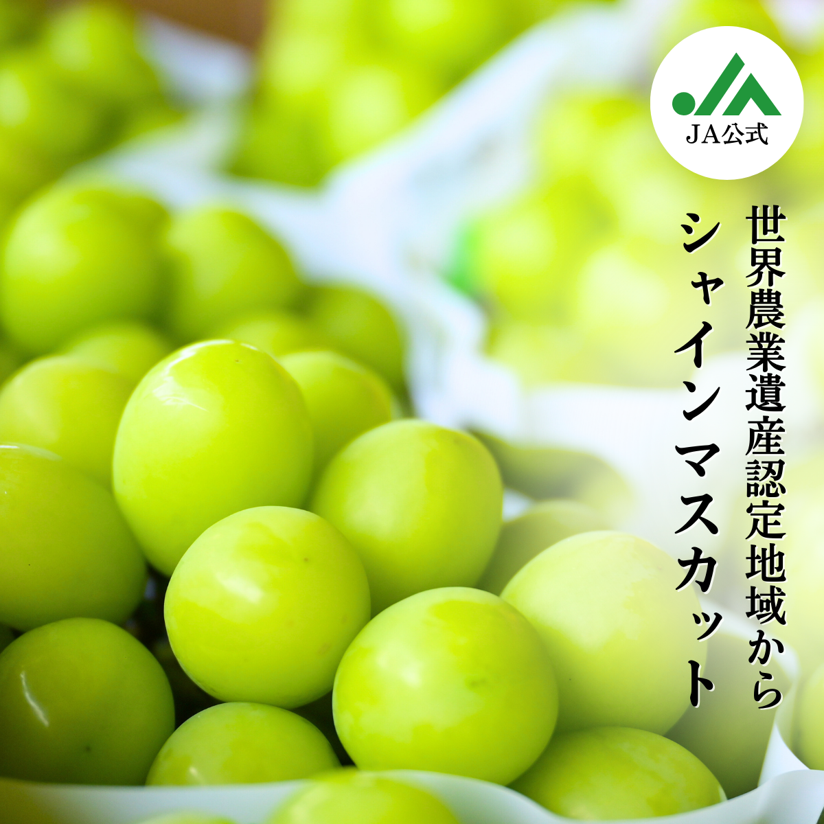 種なし巨峰 ＆ シャインマスカット 山梨ぶどうセット | 山梨の果物