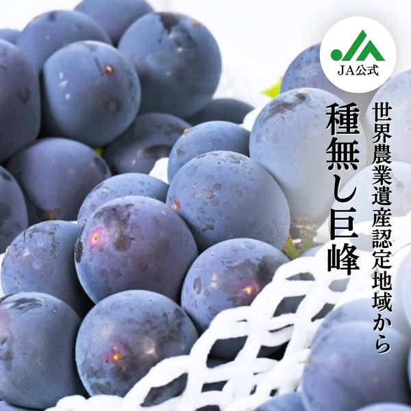 種なし巨峰 | 山梨の果物ギフト・オンライン直売なら、産地直送