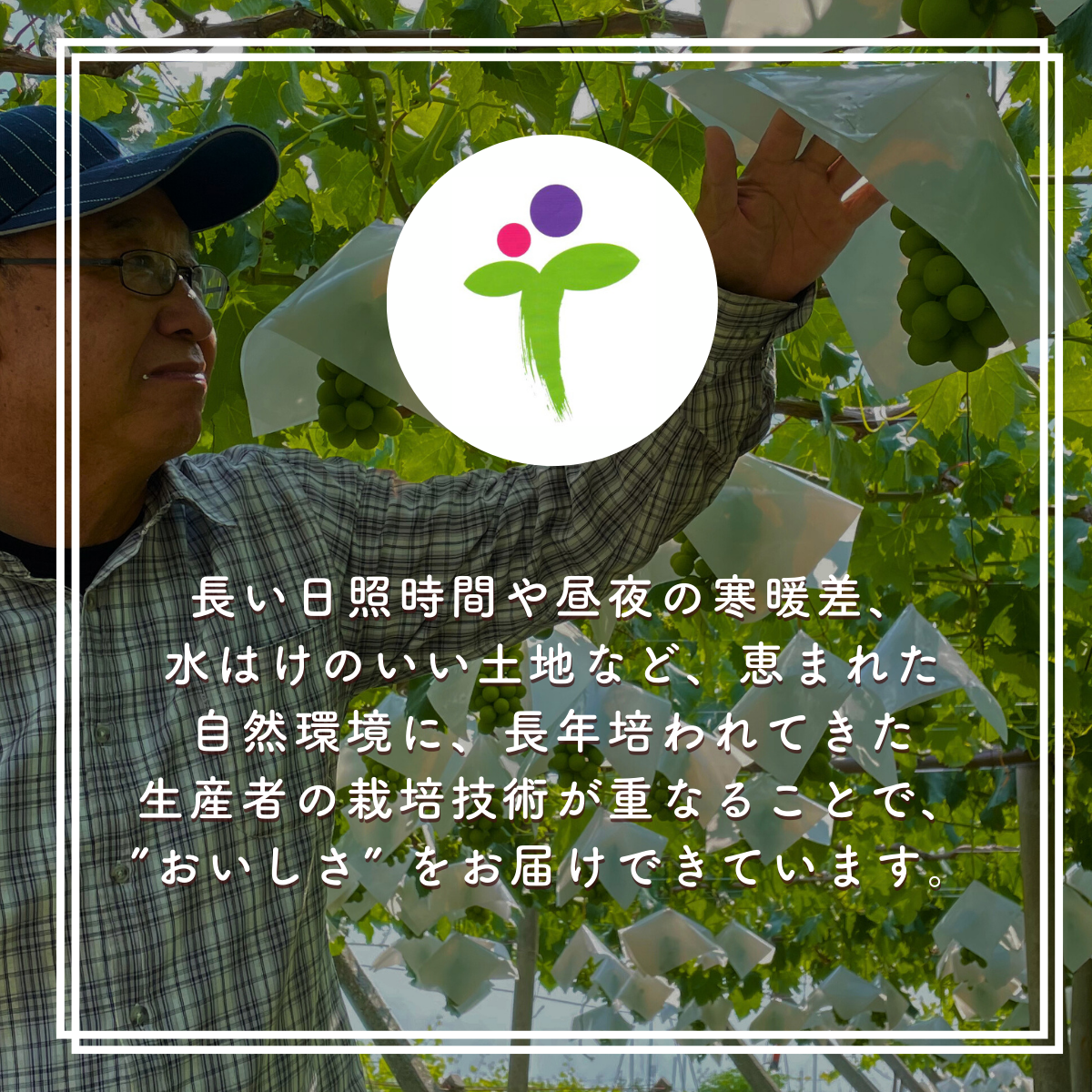 サンシャインレッド　写真現物 アウトレット　10房セット サンシャインレッド（甲斐ベリー7） | 山梨の果物ギフト・オンライン