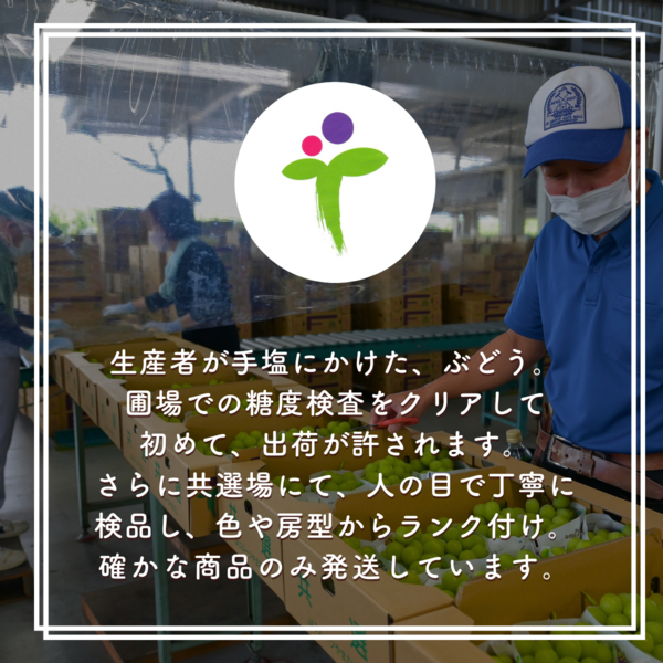 こがらしぶどう（シャインマスカット） | 山梨の果物ギフト