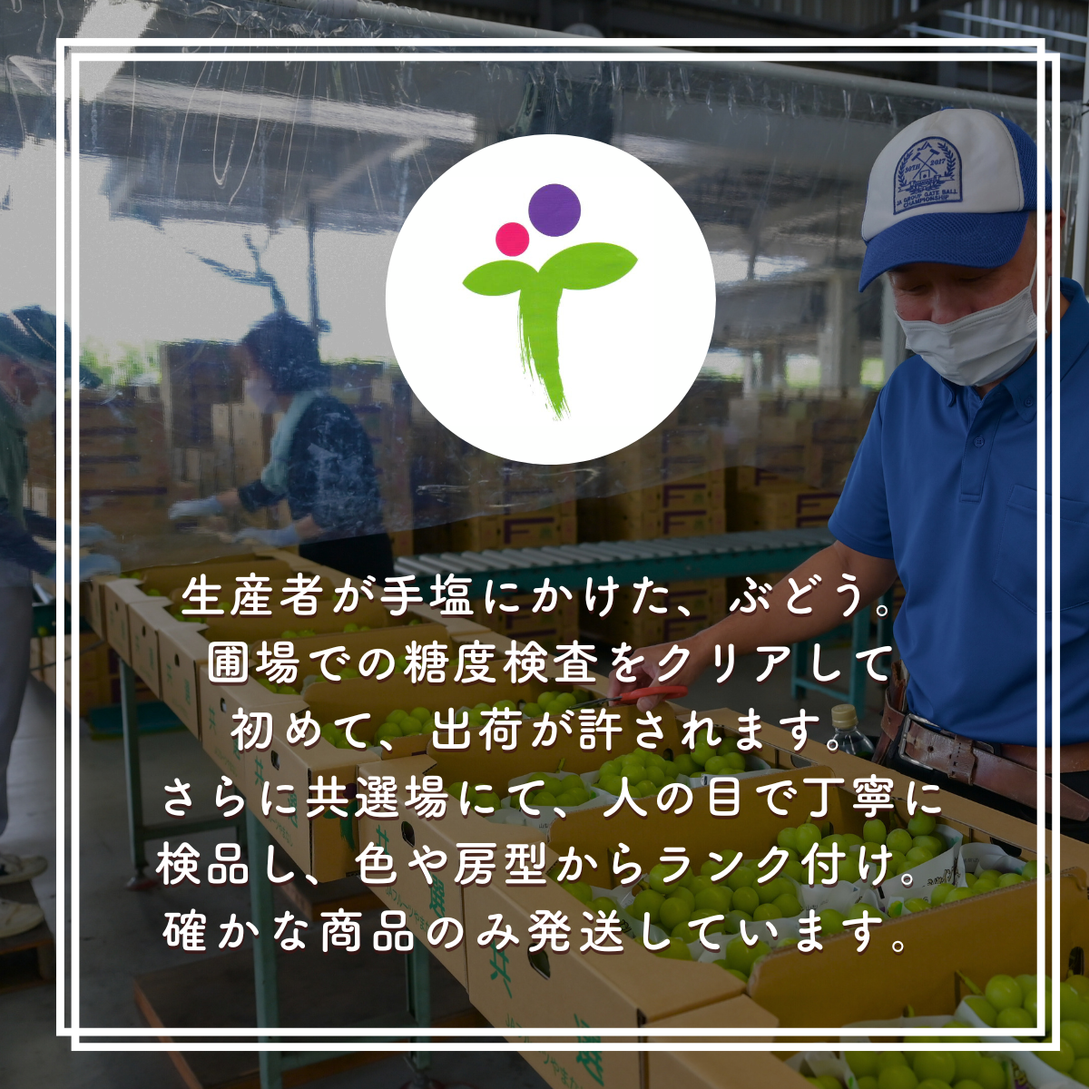 こがらしぶどう（シャインマスカット） | 山梨の果物ギフト