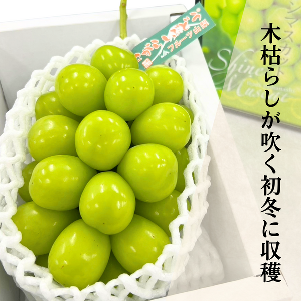 square_こがらしシャイン.png