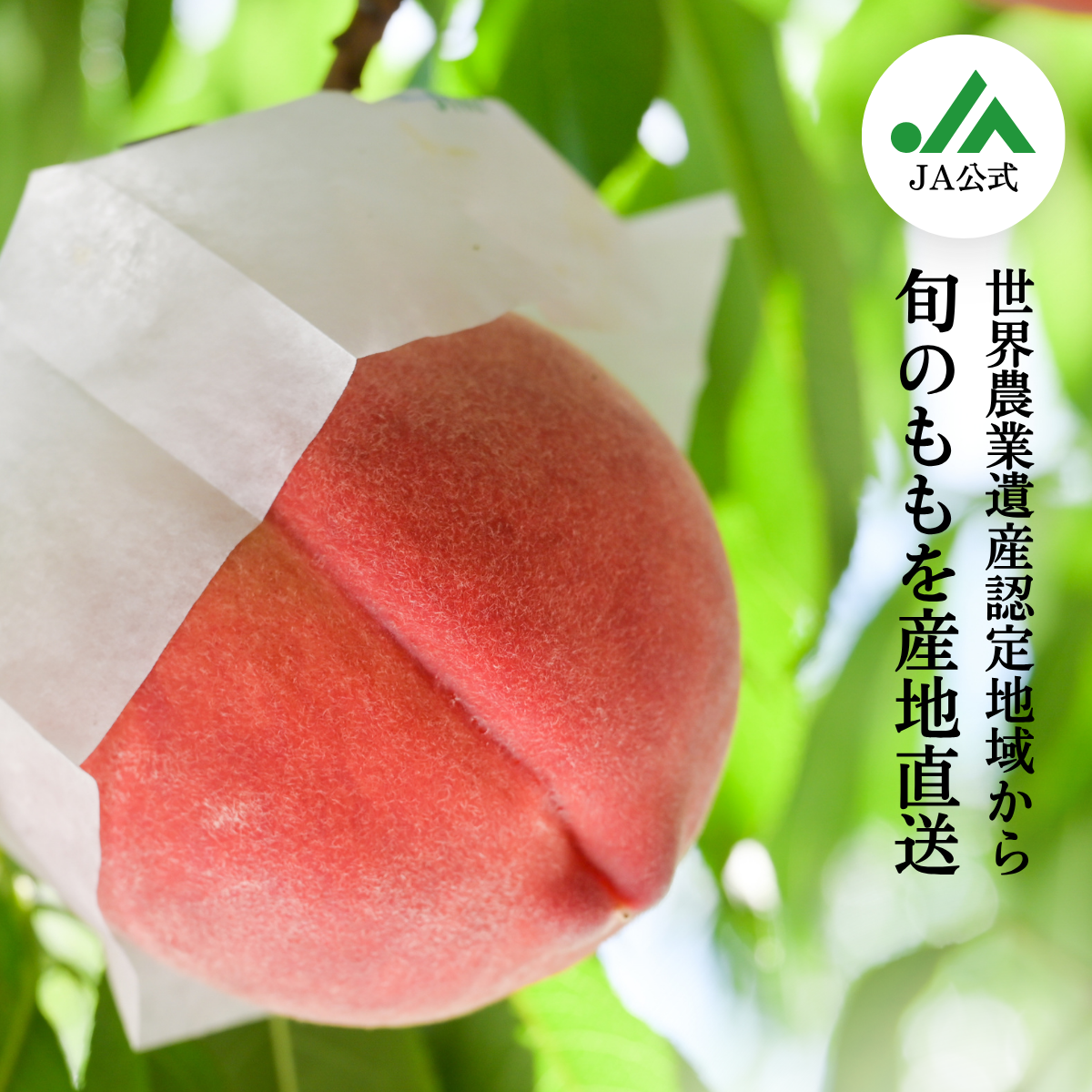 くうさん　山梨一宮産お手頃サイズ 楽天市場】桃 一宮 黒プレミアム 特秀品 約2kg 5〜8玉 山梨県産